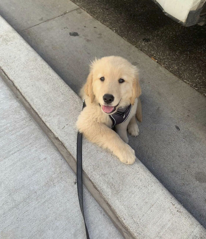 107 Wholesome Animal Photos That Might Restore Your Faith In The Internet 107 Wholesome Animal Photos That Might Restore Your Faith In The Internet