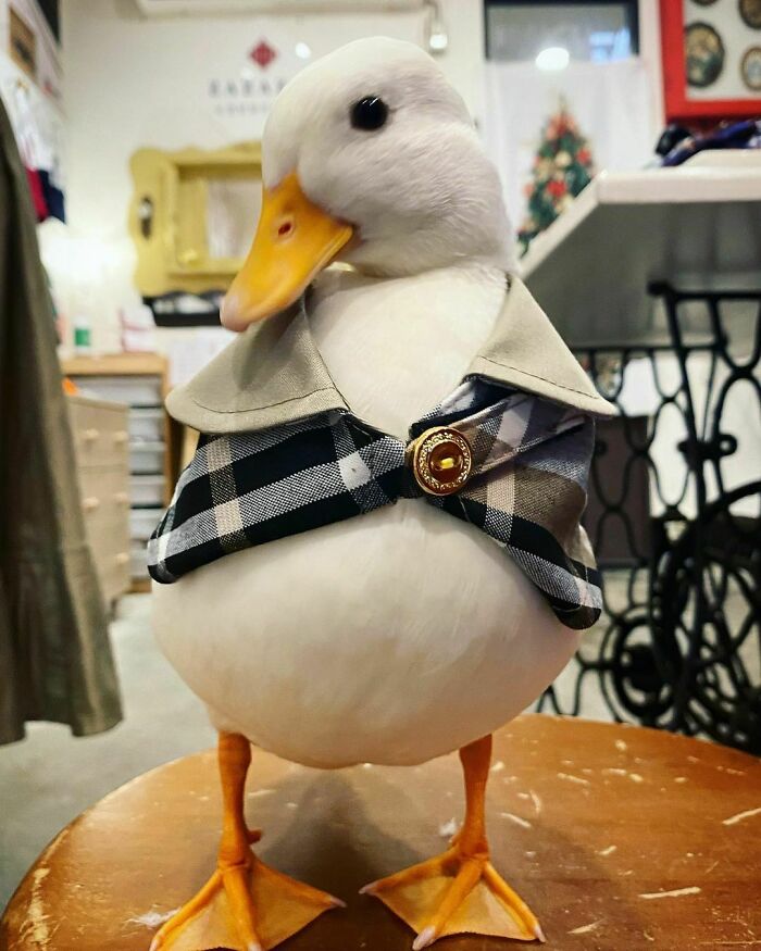 107 Wholesome Animal Photos That Might Restore Your Faith In The Internet 107 Wholesome Animal Photos That Might Restore Your Faith In The Internet