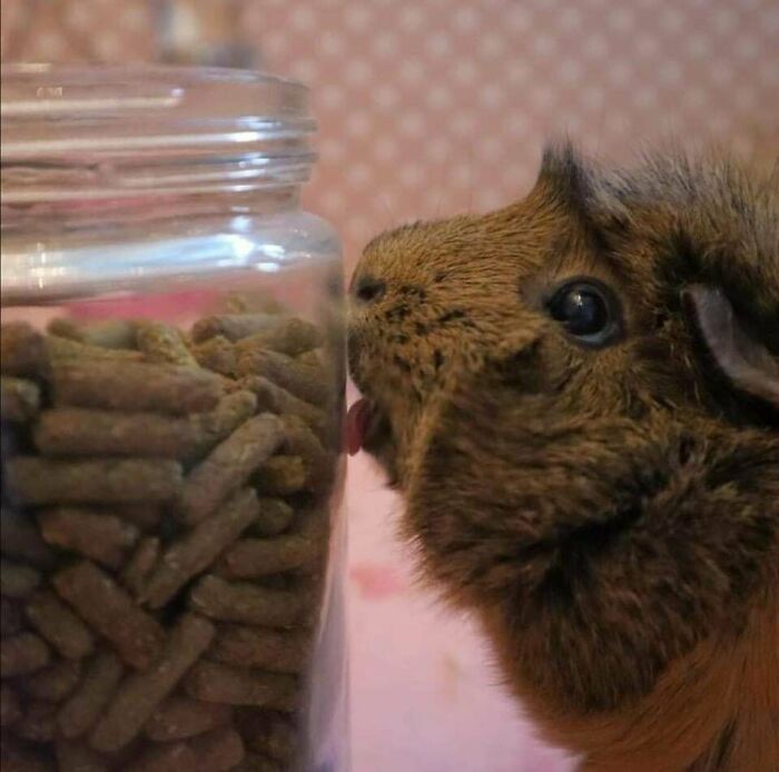 107 Wholesome Animal Photos That Might Restore Your Faith In The Internet 107 Wholesome Animal Photos That Might Restore Your Faith In The Internet