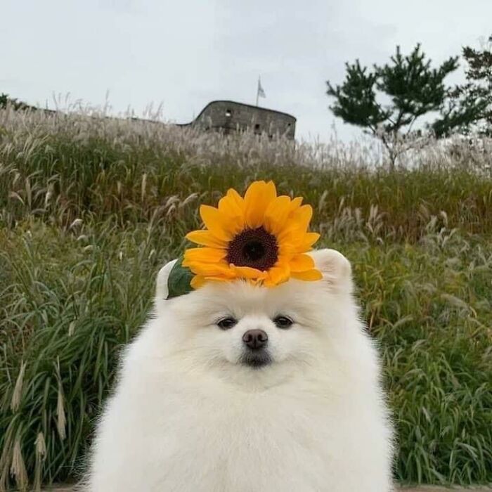 107 Wholesome Animal Photos That Might Restore Your Faith In The Internet 107 Wholesome Animal Photos That Might Restore Your Faith In The Internet