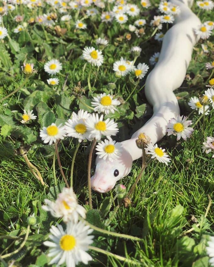 107 Wholesome Animal Photos That Might Restore Your Faith In The Internet 107 Wholesome Animal Photos That Might Restore Your Faith In The Internet