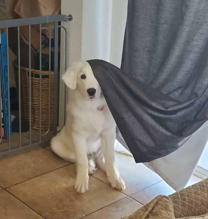 107 Wholesome Animal Photos That Might Restore Your Faith In The Internet 107 Wholesome Animal Photos That Might Restore Your Faith In The Internet
