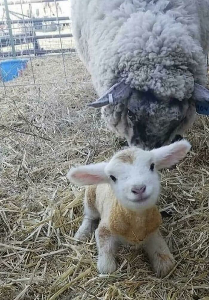 107 Wholesome Animal Photos That Might Restore Your Faith In The Internet 107 Wholesome Animal Photos That Might Restore Your Faith In The Internet