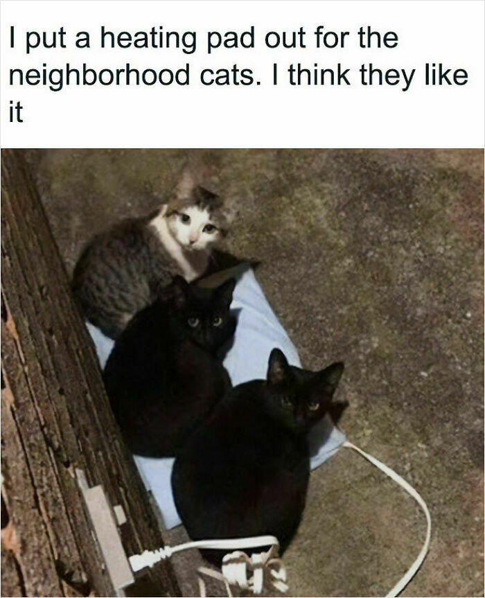 107 Wholesome Animal Photos That Might Restore Your Faith In The Internet 107 Wholesome Animal Photos That Might Restore Your Faith In The Internet