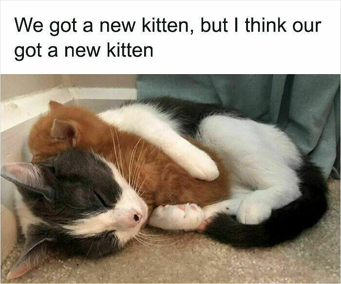 107 Wholesome Animal Photos That Might Restore Your Faith In The Internet 107 Wholesome Animal Photos That Might Restore Your Faith In The Internet