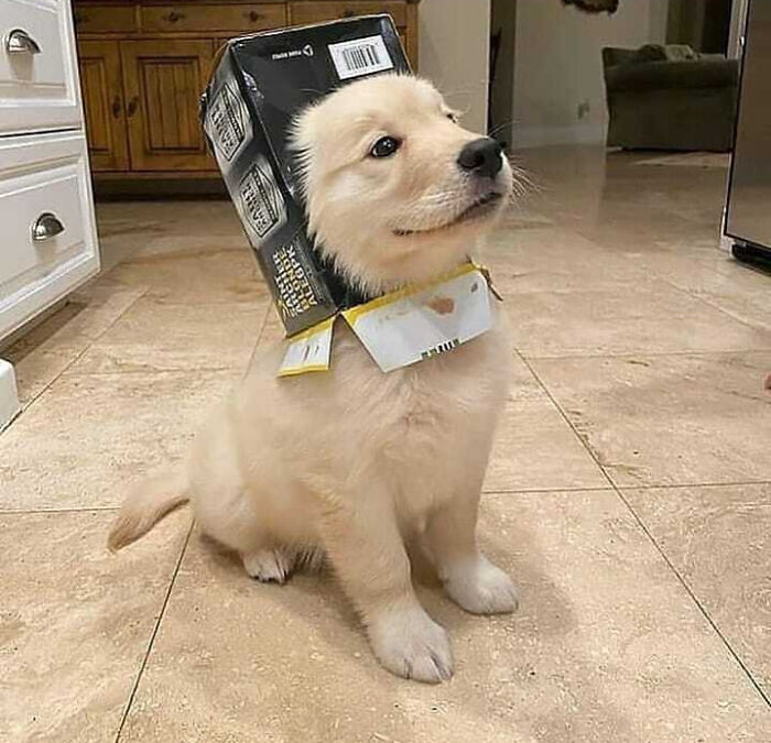 107 Wholesome Animal Photos That Might Restore Your Faith In The Internet 107 Wholesome Animal Photos That Might Restore Your Faith In The Internet