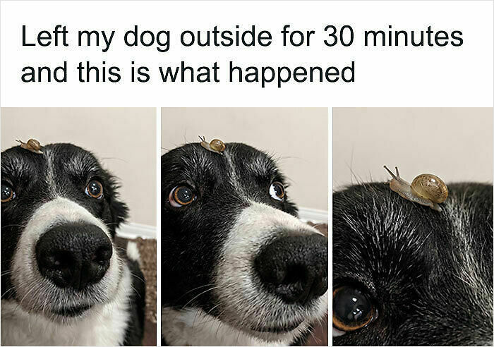 107 Wholesome Animal Photos That Might Restore Your Faith In The Internet 107 Wholesome Animal Photos That Might Restore Your Faith In The Internet