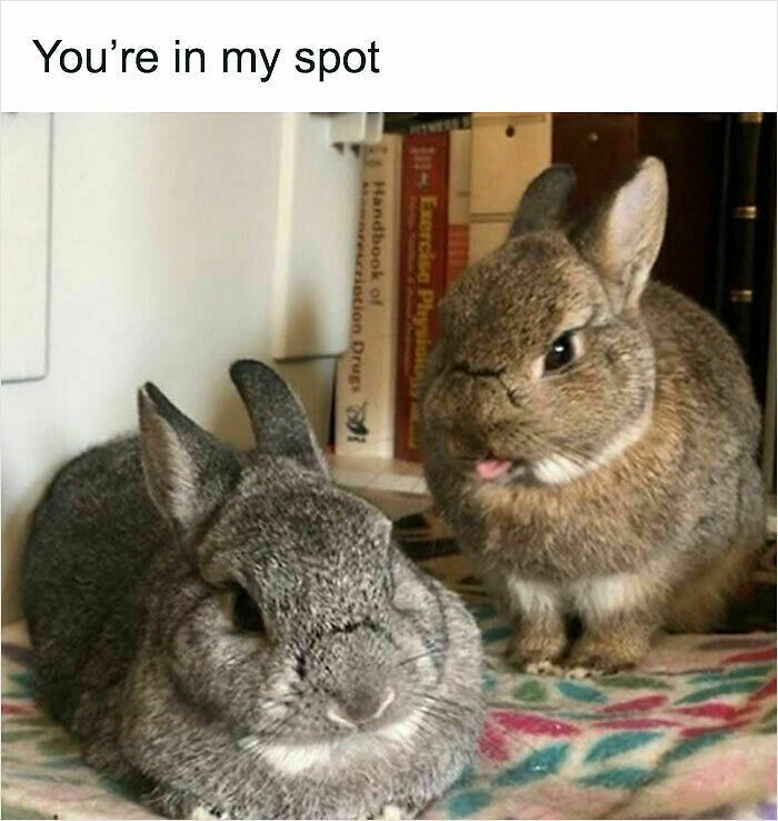 107 Wholesome Animal Photos That Might Restore Your Faith In The Internet 107 Wholesome Animal Photos That Might Restore Your Faith In The Internet