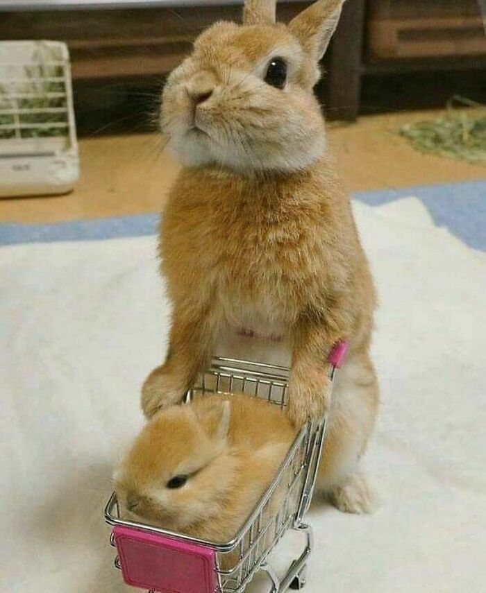 107 Wholesome Animal Photos That Might Restore Your Faith In The Internet 107 Wholesome Animal Photos That Might Restore Your Faith In The Internet