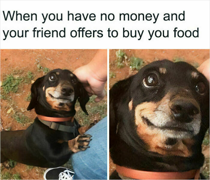 107 Wholesome Animal Photos That Might Restore Your Faith In The Internet 107 Wholesome Animal Photos That Might Restore Your Faith In The Internet