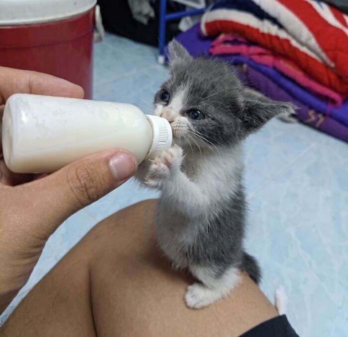 107 Wholesome Animal Photos That Might Restore Your Faith In The Internet 107 Wholesome Animal Photos That Might Restore Your Faith In The Internet