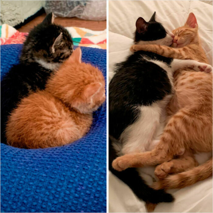 107 Wholesome Animal Photos That Might Restore Your Faith In The Internet 107 Wholesome Animal Photos That Might Restore Your Faith In The Internet