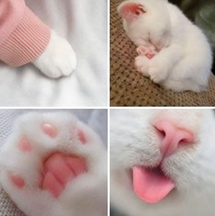 107 Wholesome Animal Photos That Might Restore Your Faith In The Internet 107 Wholesome Animal Photos That Might Restore Your Faith In The Internet