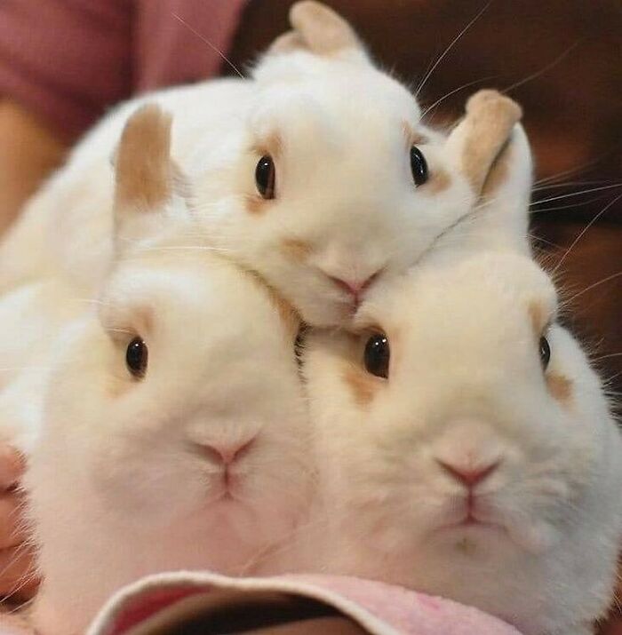 107 Wholesome Animal Photos That Might Restore Your Faith In The Internet 107 Wholesome Animal Photos That Might Restore Your Faith In The Internet