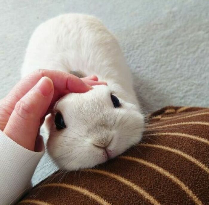 107 Wholesome Animal Photos That Might Restore Your Faith In The Internet 107 Wholesome Animal Photos That Might Restore Your Faith In The Internet