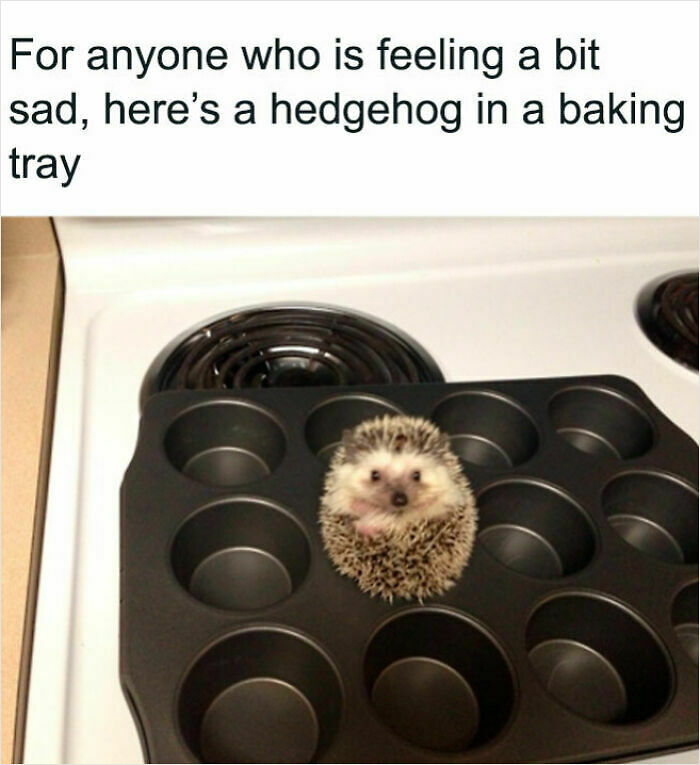 107 Wholesome Animal Photos That Might Restore Your Faith In The Internet 107 Wholesome Animal Photos That Might Restore Your Faith In The Internet