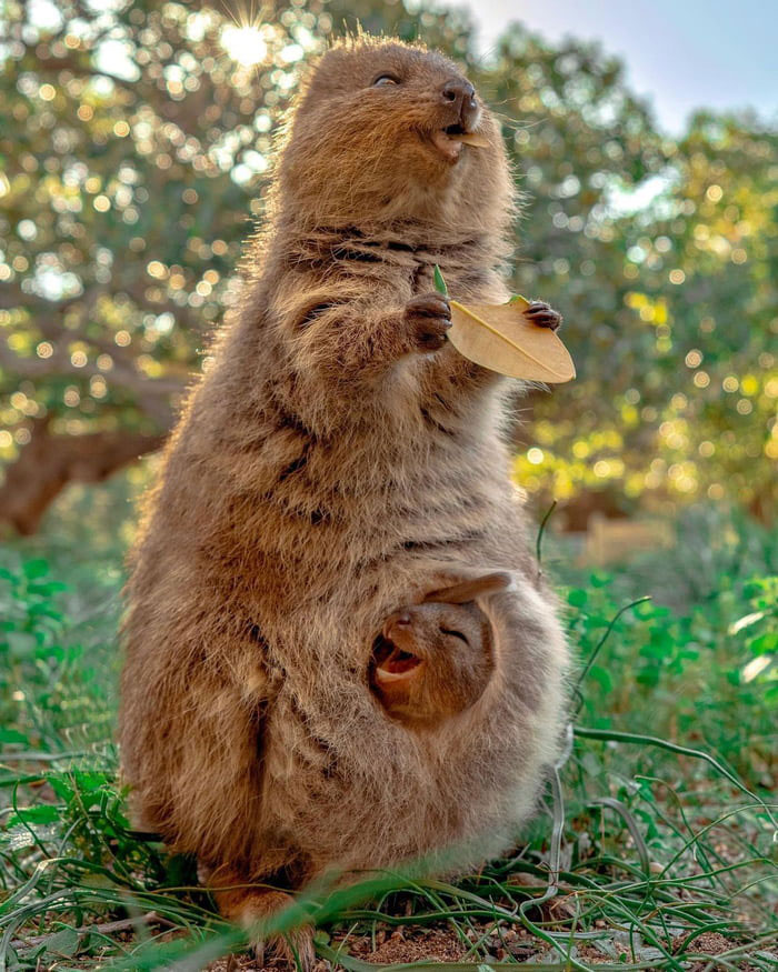107 Wholesome Animal Photos That Might Restore Your Faith In The Internet 107 Wholesome Animal Photos That Might Restore Your Faith In The Internet