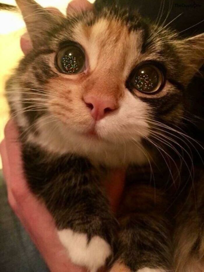 107 Wholesome Animal Photos That Might Restore Your Faith In The Internet 107 Wholesome Animal Photos That Might Restore Your Faith In The Internet