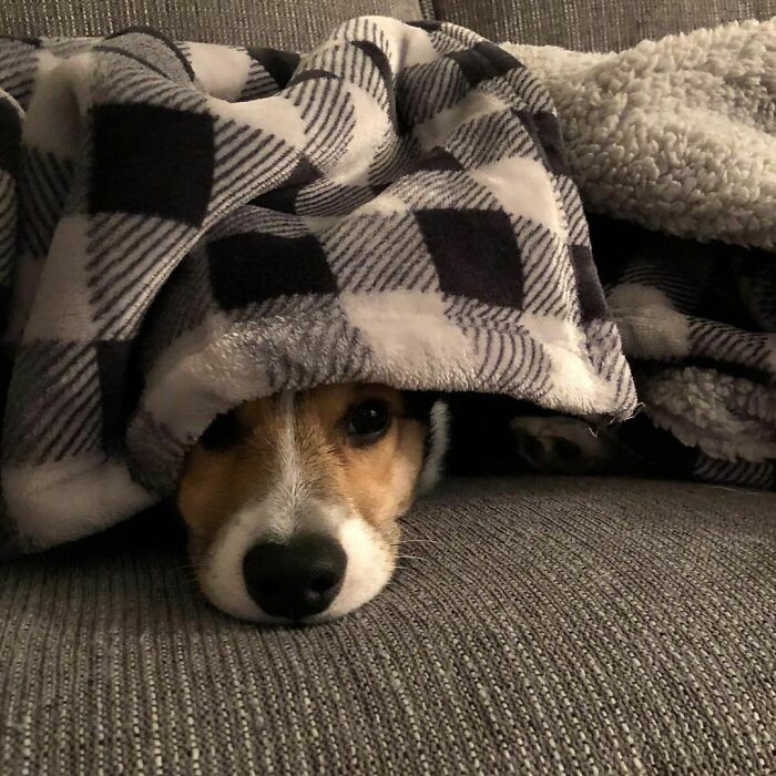 107 Wholesome Animal Photos That Might Restore Your Faith In The Internet 107 Wholesome Animal Photos That Might Restore Your Faith In The Internet