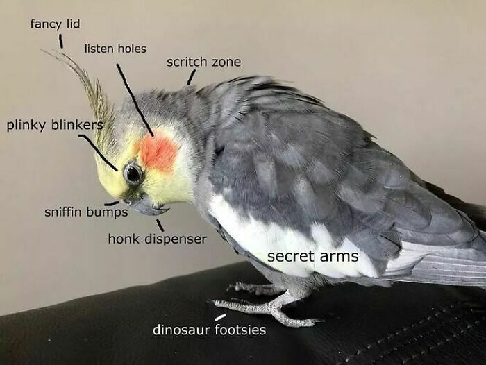 107 Wholesome Animal Photos That Might Restore Your Faith In The Internet 107 Wholesome Animal Photos That Might Restore Your Faith In The Internet