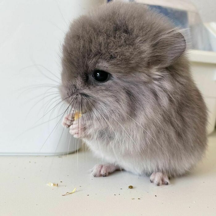 107 Wholesome Animal Photos That Might Restore Your Faith In The Internet 107 Wholesome Animal Photos That Might Restore Your Faith In The Internet