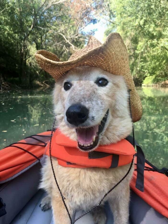 107 Wholesome Animal Photos That Might Restore Your Faith In The Internet 107 Wholesome Animal Photos That Might Restore Your Faith In The Internet