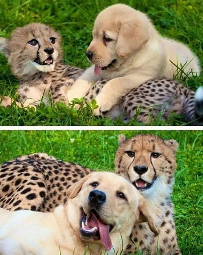 107 Wholesome Animal Photos That Might Restore Your Faith In The Internet 107 Wholesome Animal Photos That Might Restore Your Faith In The Internet