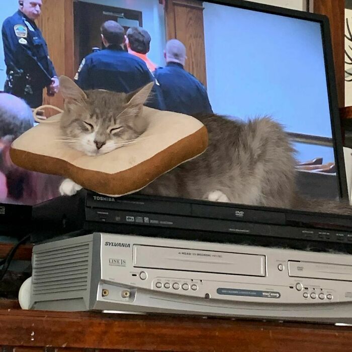 107 Wholesome Animal Photos That Might Restore Your Faith In The Internet 107 Wholesome Animal Photos That Might Restore Your Faith In The Internet