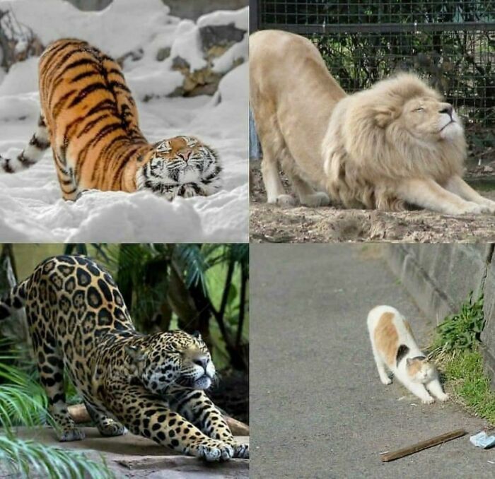 107 Wholesome Animal Photos That Might Restore Your Faith In The Internet 107 Wholesome Animal Photos That Might Restore Your Faith In The Internet
