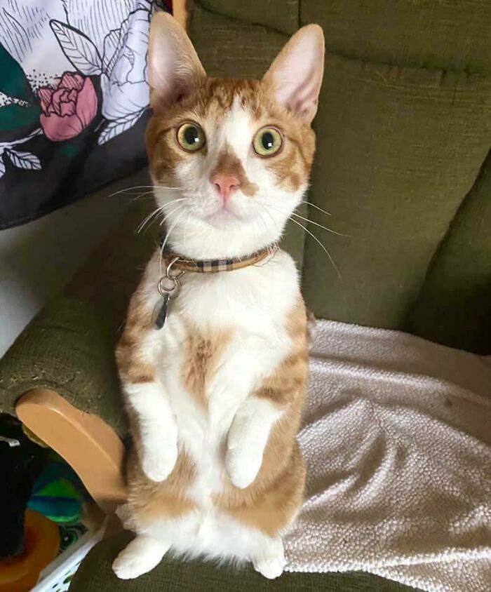 107 Wholesome Animal Photos That Might Restore Your Faith In The Internet 107 Wholesome Animal Photos That Might Restore Your Faith In The Internet