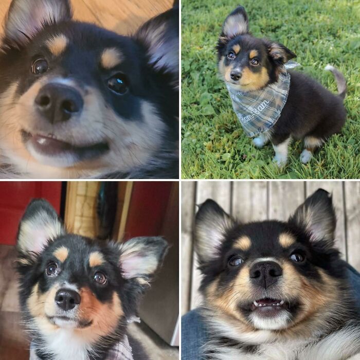 107 Wholesome Animal Photos That Might Restore Your Faith In The Internet 107 Wholesome Animal Photos That Might Restore Your Faith In The Internet