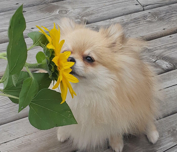 107 Wholesome Animal Photos That Might Restore Your Faith In The Internet 107 Wholesome Animal Photos That Might Restore Your Faith In The Internet
