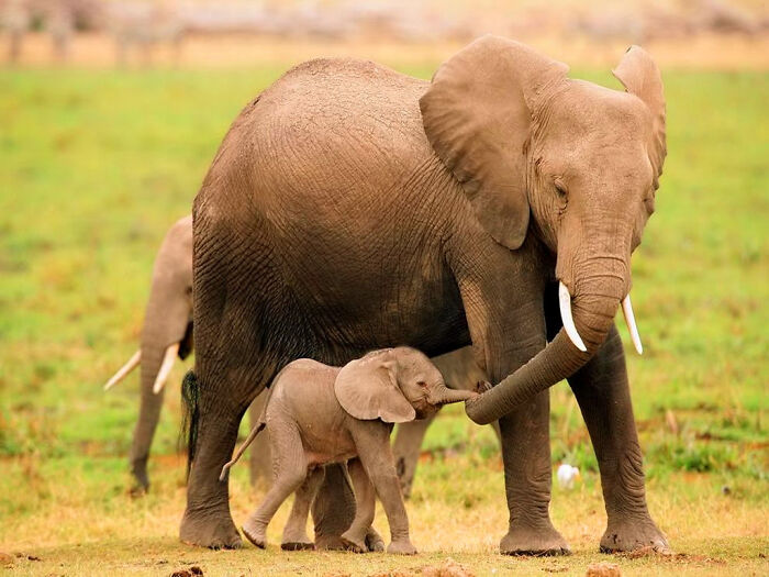 107 Wholesome Animal Photos That Might Restore Your Faith In The Internet 107 Wholesome Animal Photos That Might Restore Your Faith In The Internet