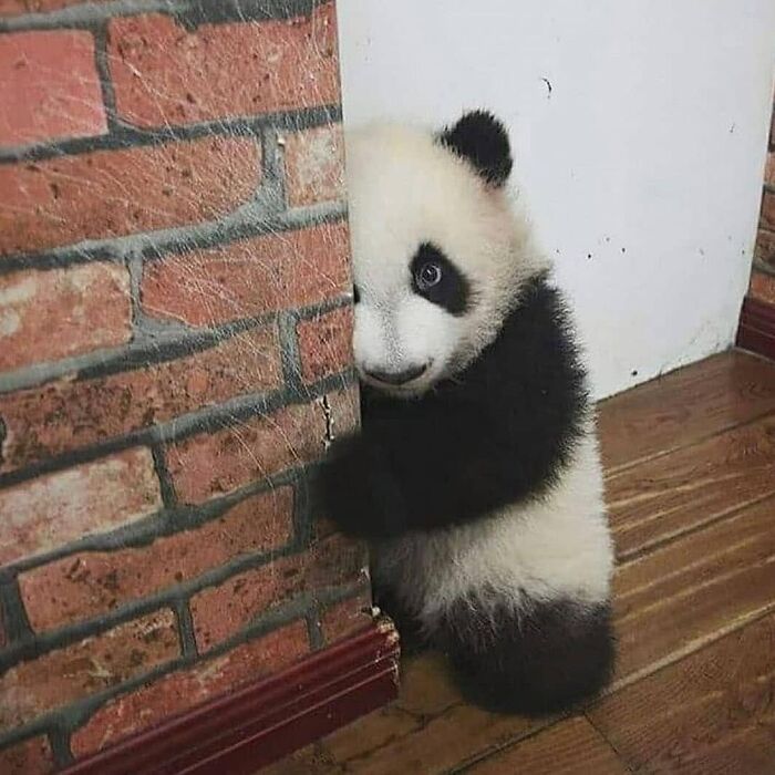 107 Wholesome Animal Photos That Might Restore Your Faith In The Internet 107 Wholesome Animal Photos That Might Restore Your Faith In The Internet