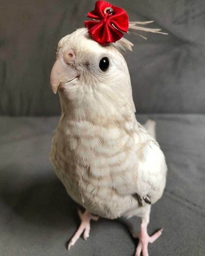 107 Wholesome Animal Photos That Might Restore Your Faith In The Internet 107 Wholesome Animal Photos That Might Restore Your Faith In The Internet