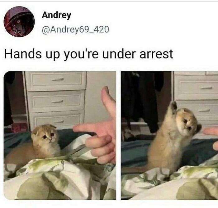 107 Wholesome Animal Photos That Might Restore Your Faith In The Internet 107 Wholesome Animal Photos That Might Restore Your Faith In The Internet
