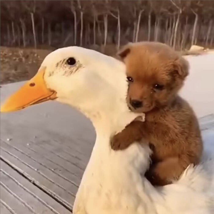 107 Wholesome Animal Photos That Might Restore Your Faith In The Internet 107 Wholesome Animal Photos That Might Restore Your Faith In The Internet