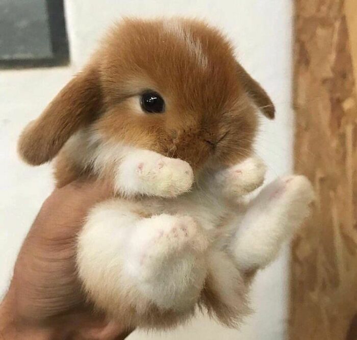 107 Wholesome Animal Photos That Might Restore Your Faith In The Internet 107 Wholesome Animal Photos That Might Restore Your Faith In The Internet