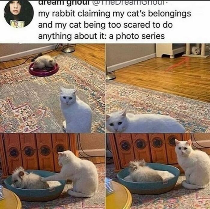 107 Wholesome Animal Photos That Might Restore Your Faith In The Internet 107 Wholesome Animal Photos That Might Restore Your Faith In The Internet
