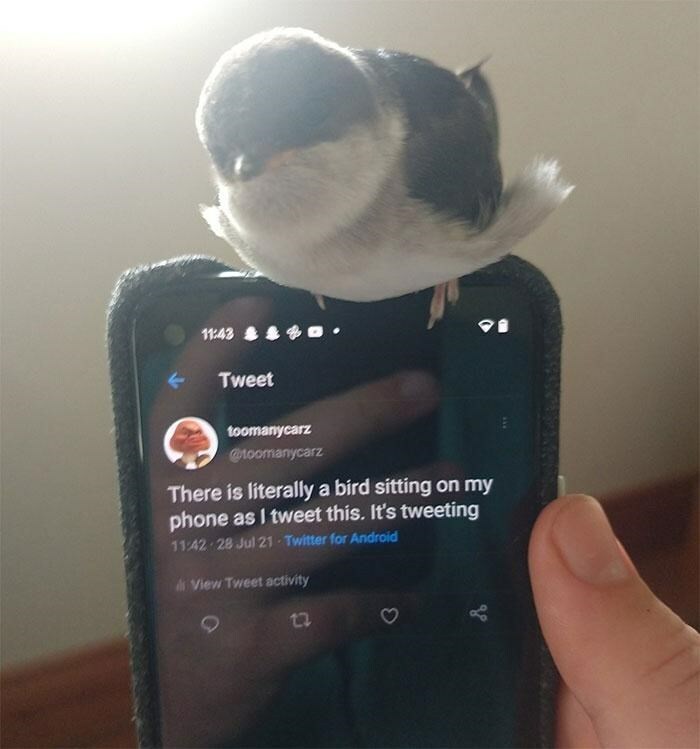 107 Wholesome Animal Photos That Might Restore Your Faith In The Internet 107 Wholesome Animal Photos That Might Restore Your Faith In The Internet