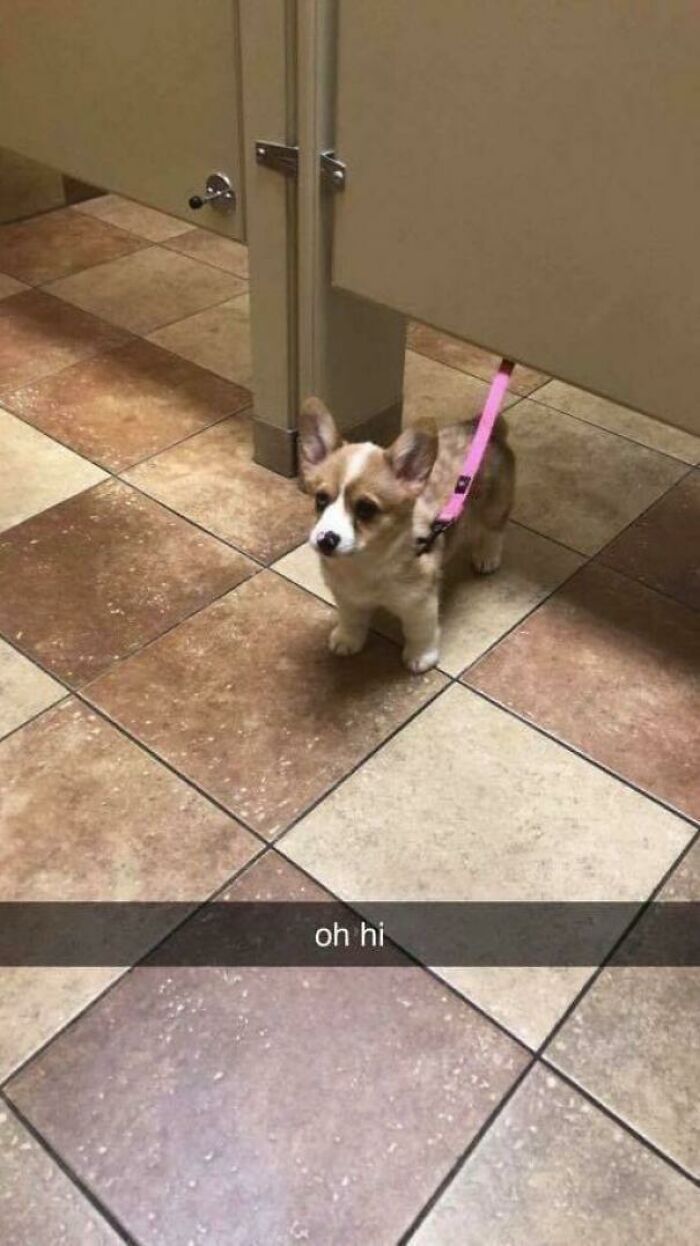 107 Wholesome Animal Photos That Might Restore Your Faith In The Internet 107 Wholesome Animal Photos That Might Restore Your Faith In The Internet