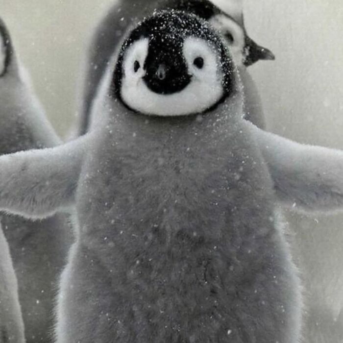 107 Wholesome Animal Photos That Might Restore Your Faith In The Internet 107 Wholesome Animal Photos That Might Restore Your Faith In The Internet