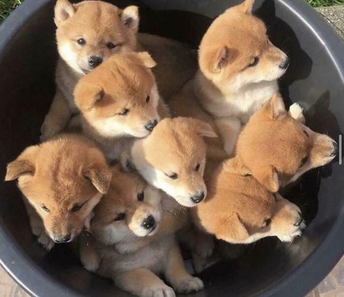 107 Wholesome Animal Photos That Might Restore Your Faith In The Internet 107 Wholesome Animal Photos That Might Restore Your Faith In The Internet