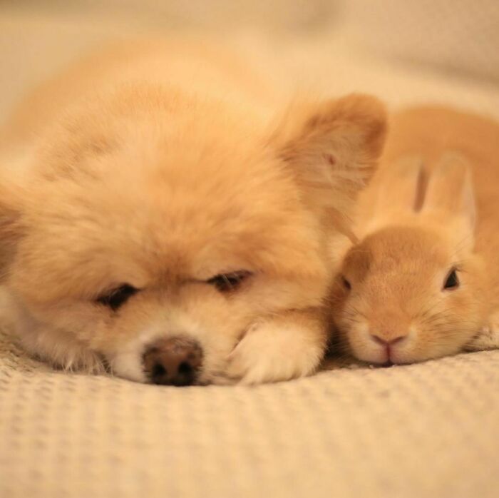 107 Wholesome Animal Photos That Might Restore Your Faith In The Internet 107 Wholesome Animal Photos That Might Restore Your Faith In The Internet