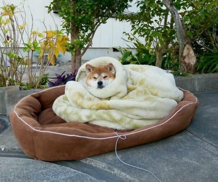 107 Wholesome Animal Photos That Might Restore Your Faith In The Internet 107 Wholesome Animal Photos That Might Restore Your Faith In The Internet