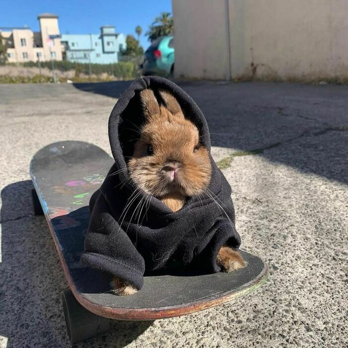 107 Wholesome Animal Photos That Might Restore Your Faith In The Internet 107 Wholesome Animal Photos That Might Restore Your Faith In The Internet