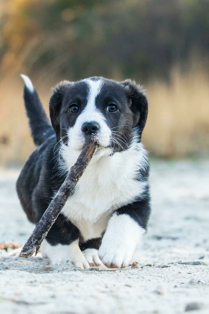 107 Wholesome Animal Photos That Might Restore Your Faith In The Internet 107 Wholesome Animal Photos That Might Restore Your Faith In The Internet