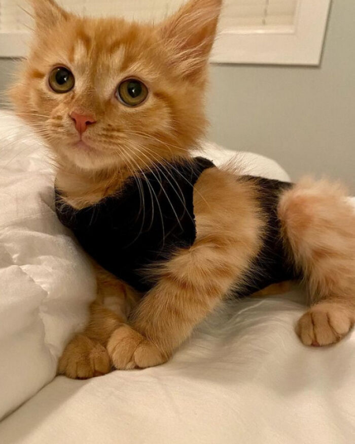 107 Wholesome Animal Photos That Might Restore Your Faith In The Internet 107 Wholesome Animal Photos That Might Restore Your Faith In The Internet