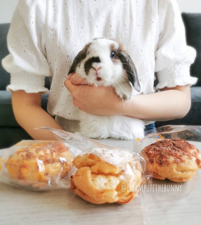 107 Wholesome Animal Photos That Might Restore Your Faith In The Internet 107 Wholesome Animal Photos That Might Restore Your Faith In The Internet