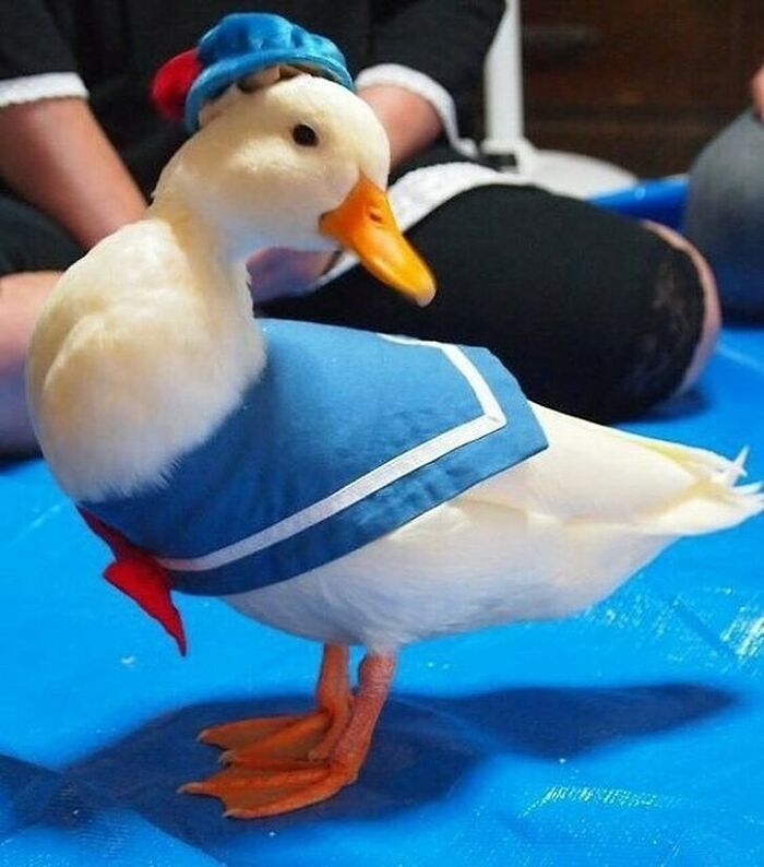 107 Wholesome Animal Photos That Might Restore Your Faith In The Internet 107 Wholesome Animal Photos That Might Restore Your Faith In The Internet